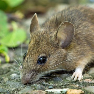 mice removal