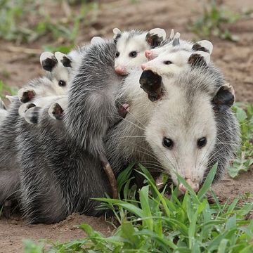 opossum trapping