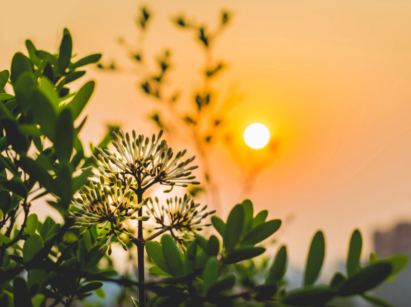 The sun shining through the horizon and some plants
