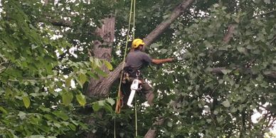 Tree pruning