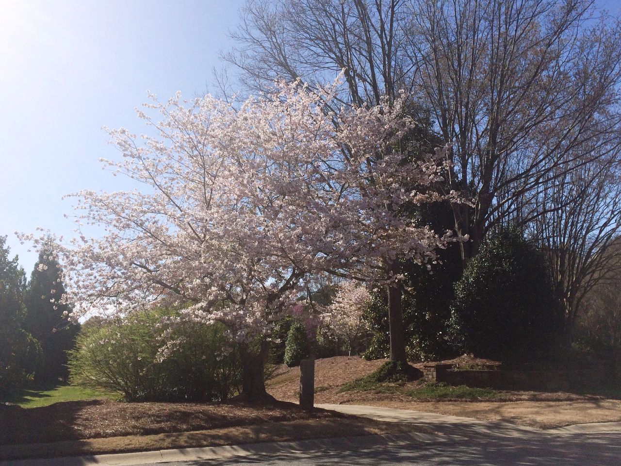 All About Cherry Blossoms: Facts and Planting Tips