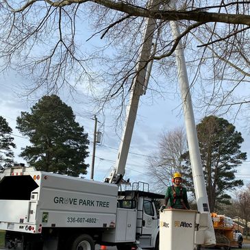 Tree service