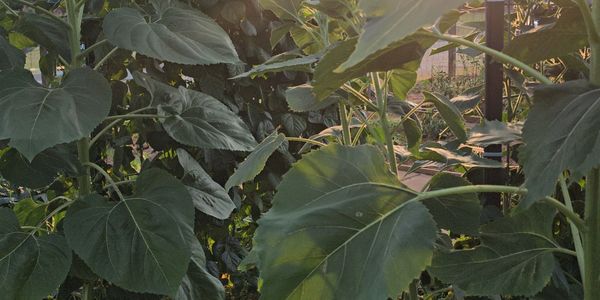 Lush Gardens of Secret Casita
