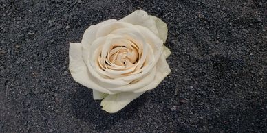 A photo of a white rose in black sand
