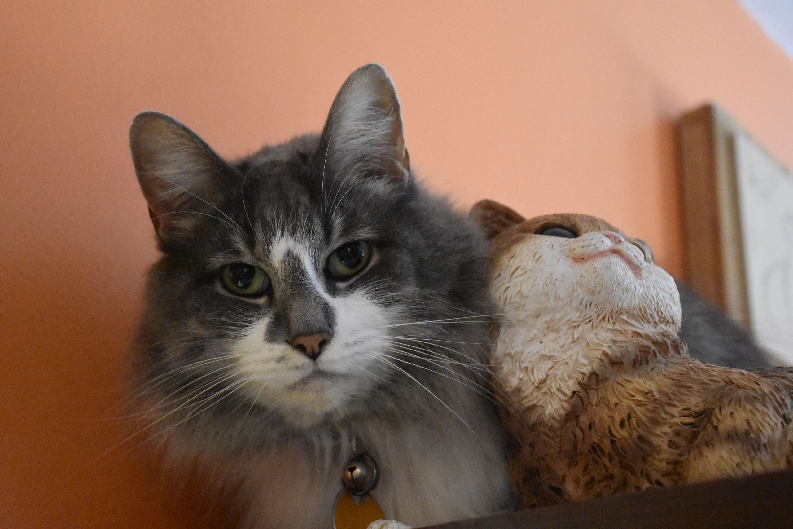 Is The Humane Society Of Stark County A True Animal Sanctuary Or A Fraud - 7f3kzpv