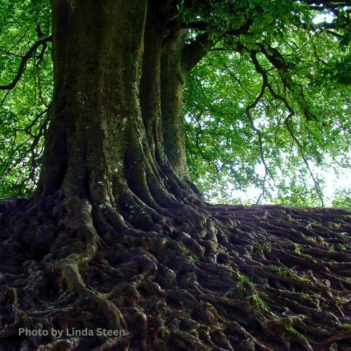 Ancient birch tree with large entwined roots. Pic taken on sacred grounds in Avebury by Linda Steen