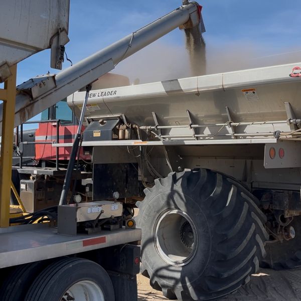 Grain being transferred into a large agricultural trailer under a clear sky.