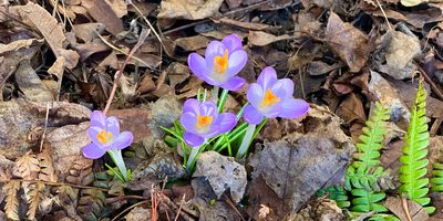 Purple crocus flowers blooming in March in Rhode Island