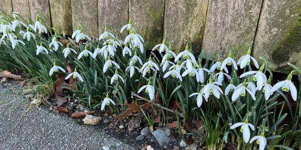 March blooming flowers in Rhode Island