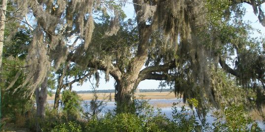 View from the porch.