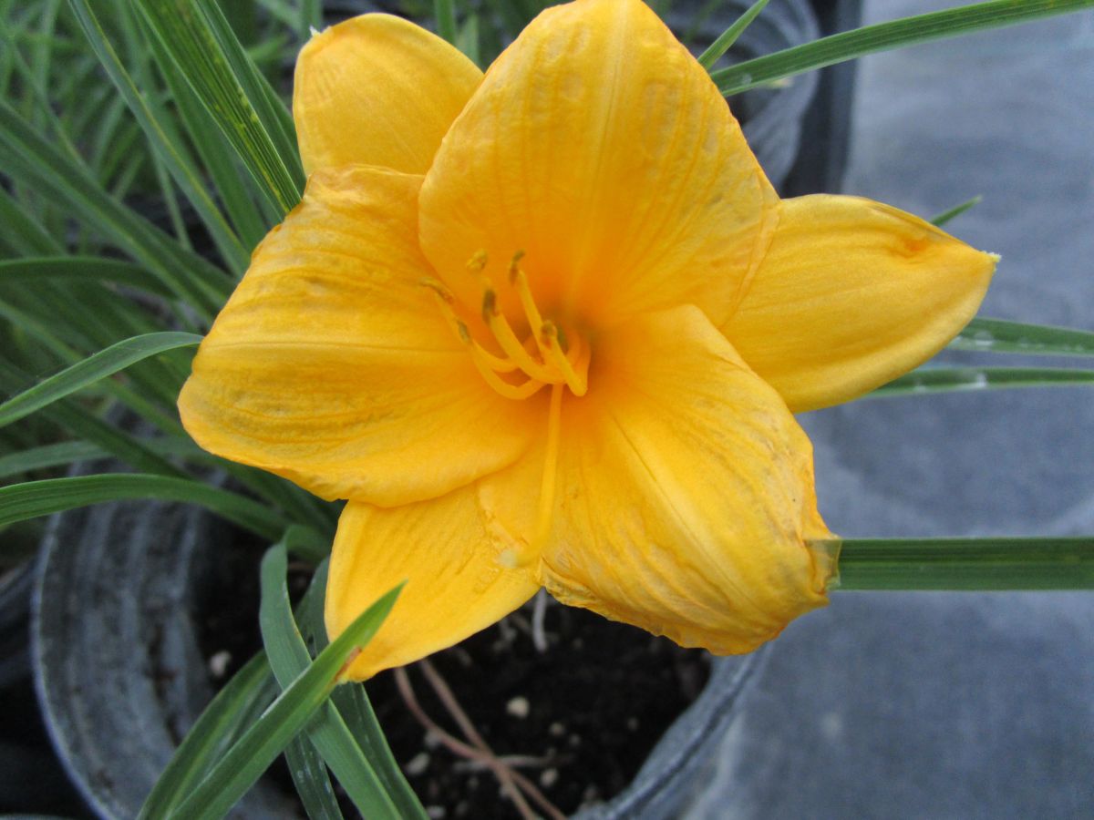 Daylily 'Mini Stella'