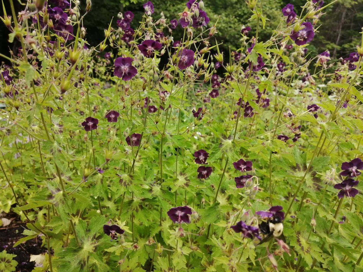 Geranium phaeum 'Samobor'