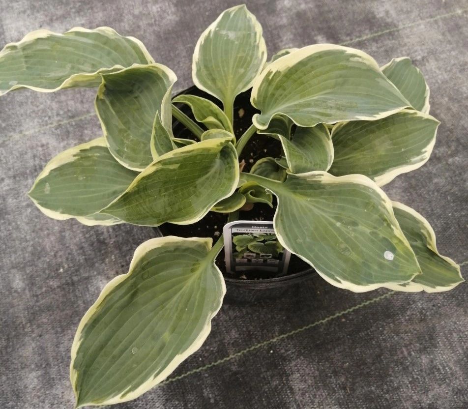 Hosta 'Northern Exposure'