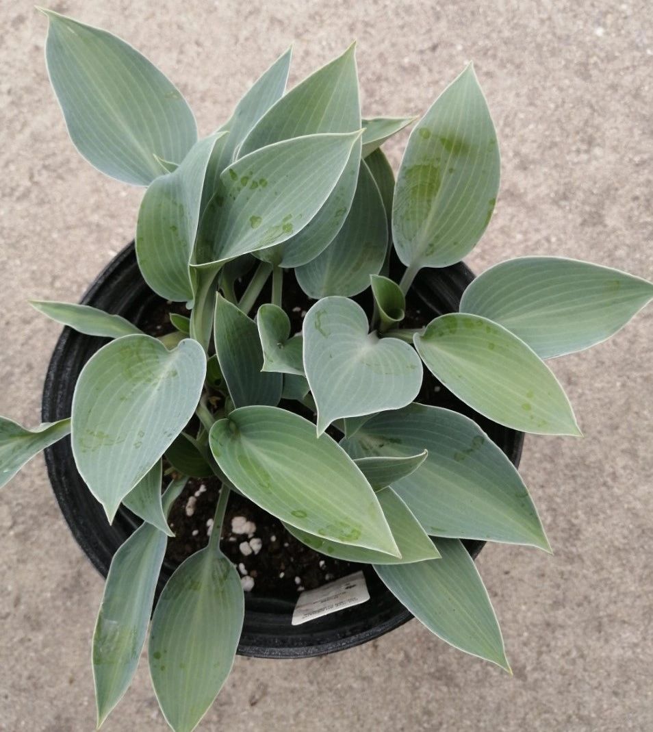 Hosta 'Bulletproof'