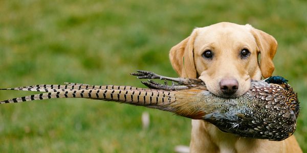 Labrador retriever holding a pheasant in its mouth on a grassy field.