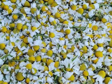 A dense collection of yellow and white chamomile flowers.