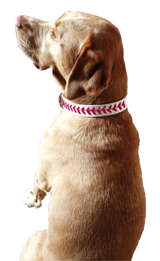 Cleveland Indians Dog Collar Baseball Dog Collar Male Dog 