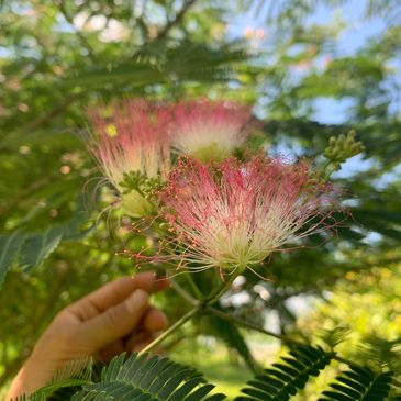 Hand reaching for a mimosa tree blossom used in Chinese Herbalism