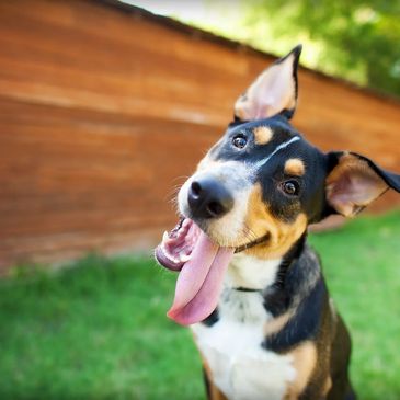 pet