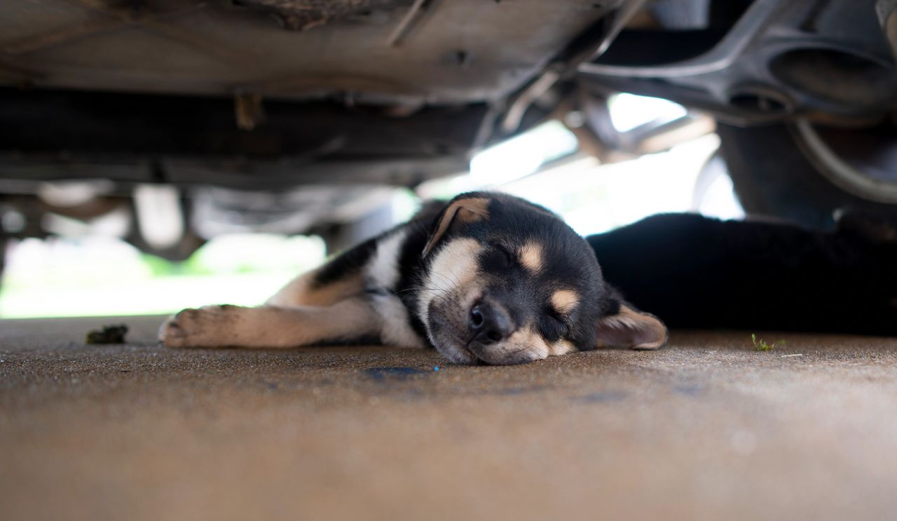 Oakley worn out from play trying to hide.