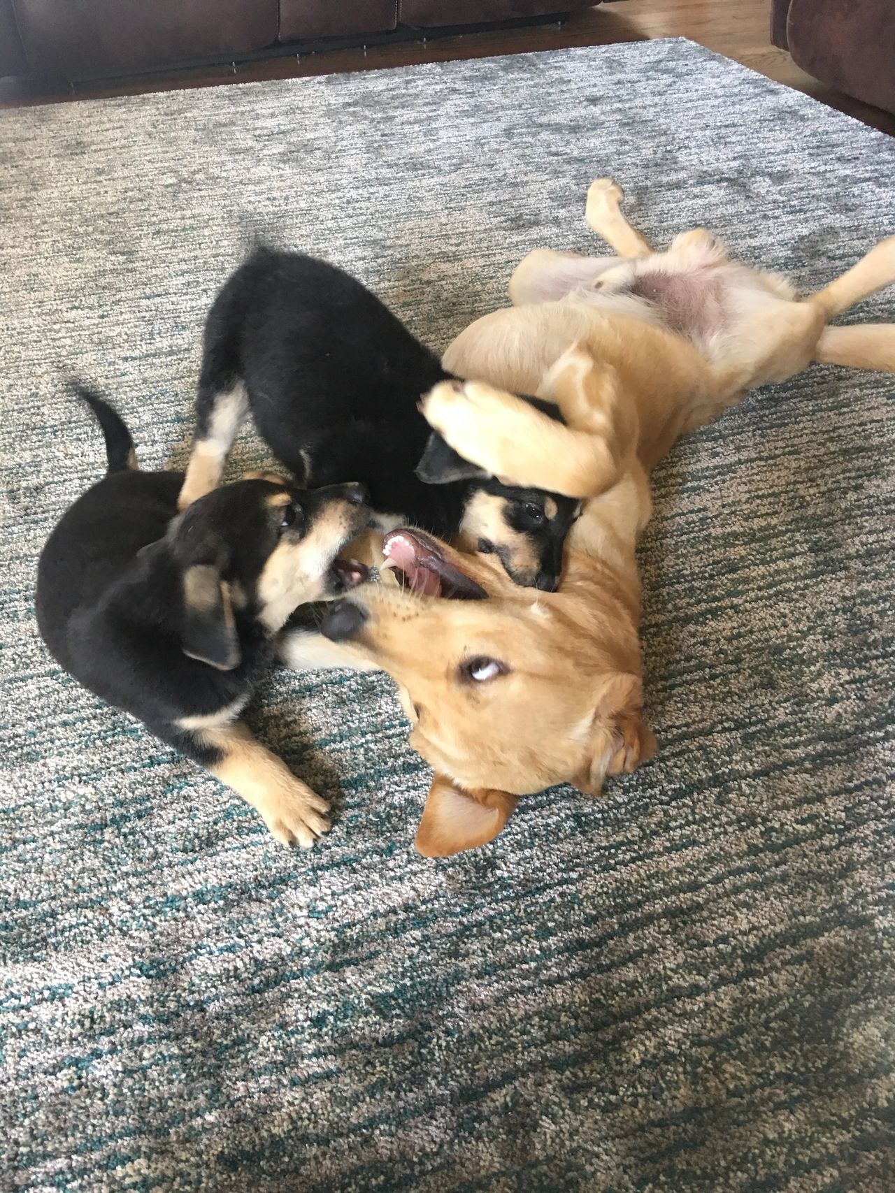 Adopting mixed puppies. 
