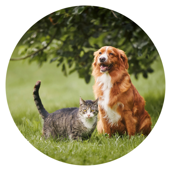 dog nutrition consultation