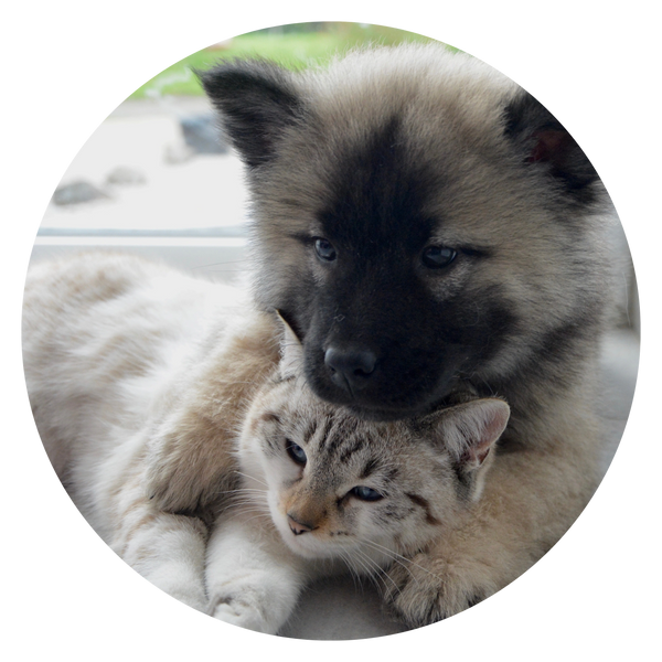 pet nutrition course India