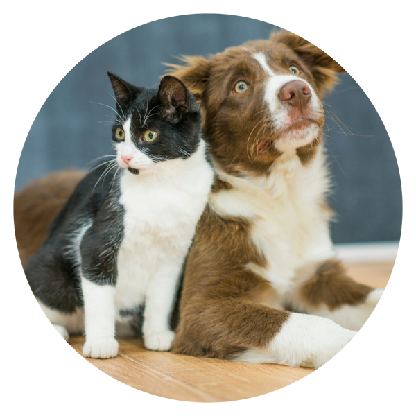 canine nutrition course india