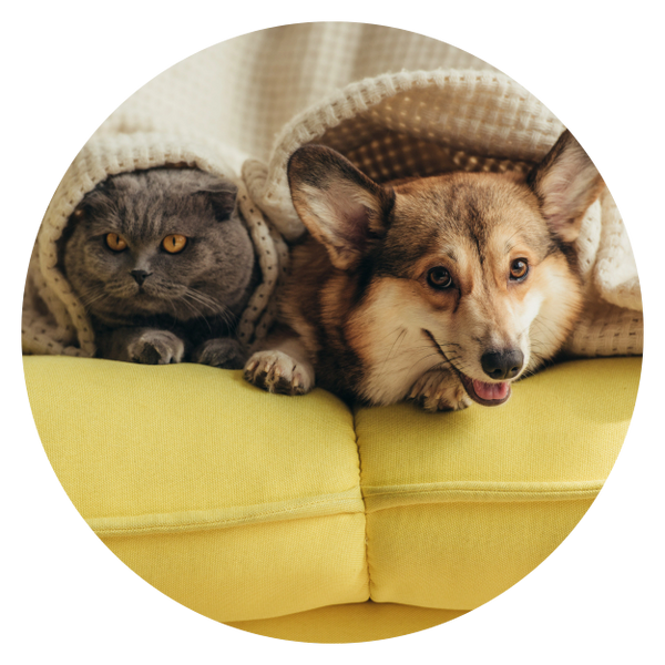 feline nutrition course India 