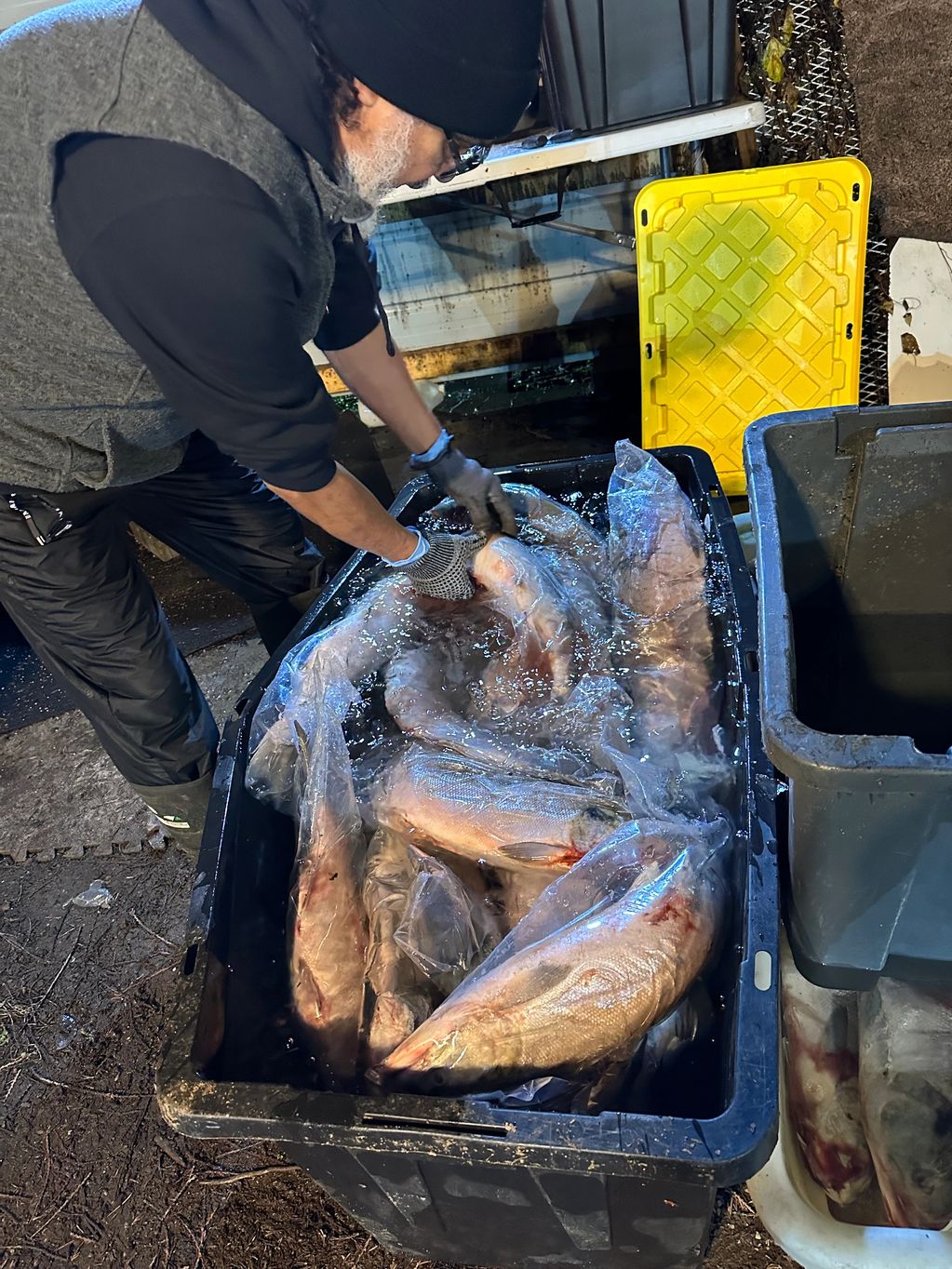 Frozen salmon thawing