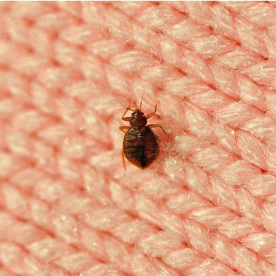 What are bed bugs, anyway?