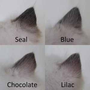 Ragdoll ear colors