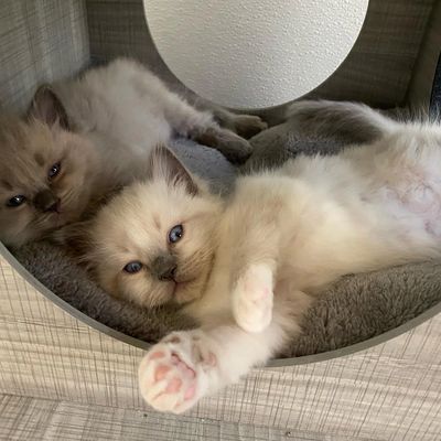 Ragdoll Kittens