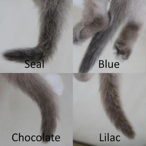 Ragdoll tail colors