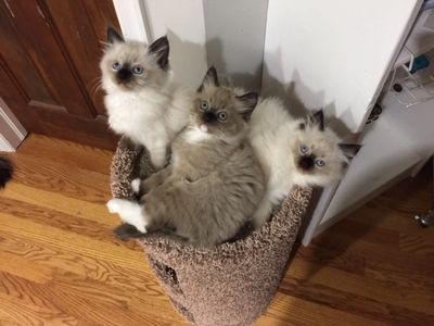 Ragdoll kittens