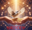 Birdddy 