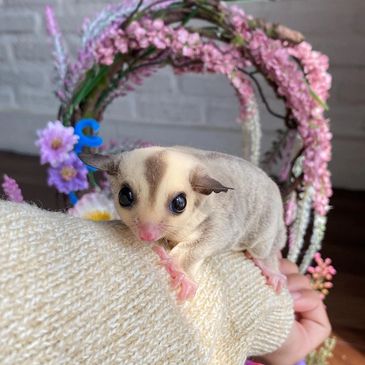 sugar glider available for sale  