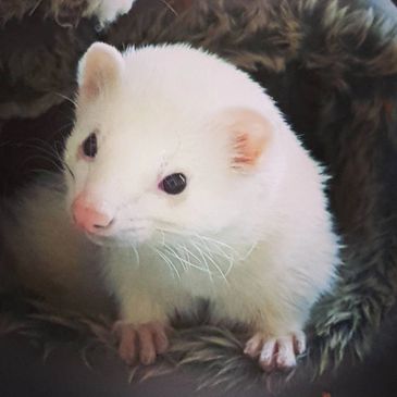 albino ferret for sale  