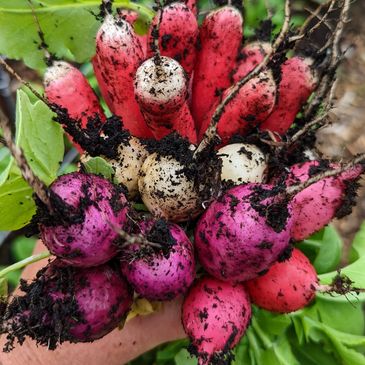 Radishes