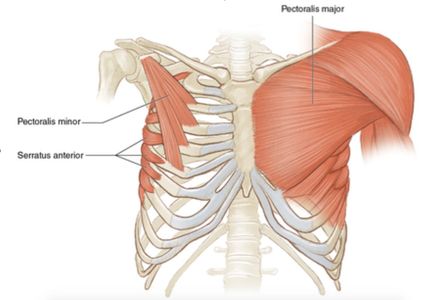 Chest | Bryan Blacio
