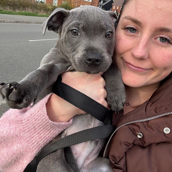 Woman holding a gray puppy, both looking at the camera.