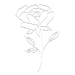 Forever + A Day Floral