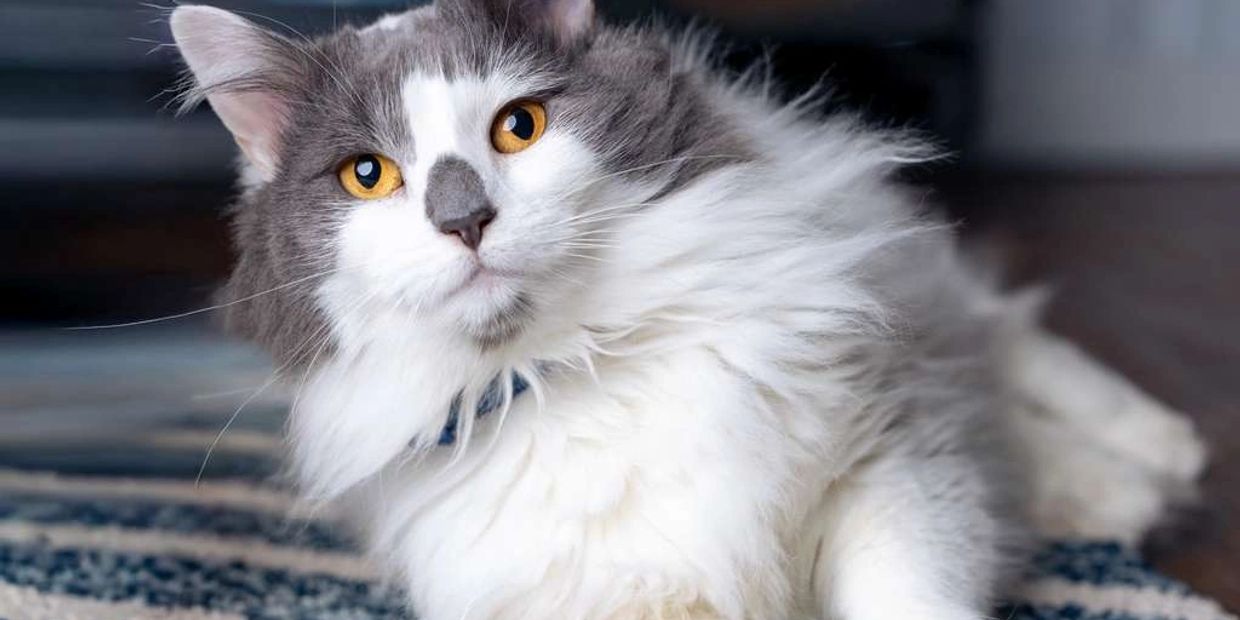Fluffy gray and white cat with striking amber eyes relaxing on a patterned rug.