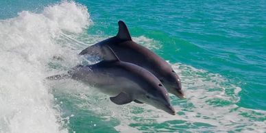 Cape Coral Dolphins and Jet Ski and Boat Rental Florida