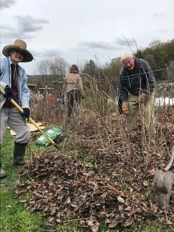 Two elderly people gardening, raking dried leaves on a cloudy day.