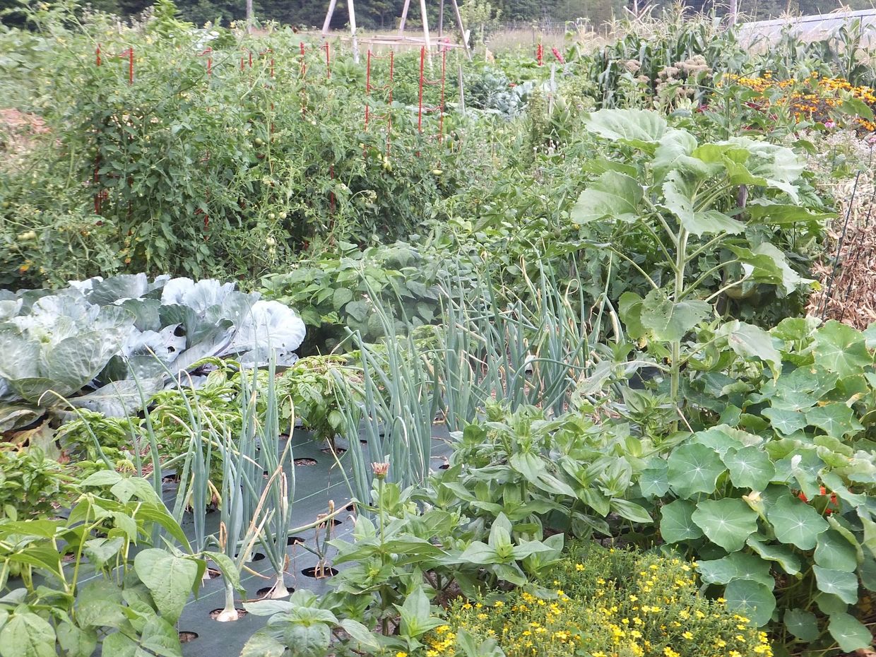 Lush vegetable garden with diverse plants and flowers growing densely.