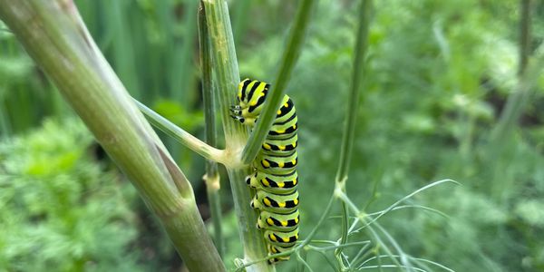 A vibrant black, yellow, and green caterpillar on a green plant stem.