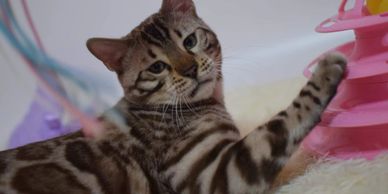 Beautiful purebred Bengal kittens and cats for sale and adoption at Exotic Bengals of San Diego.