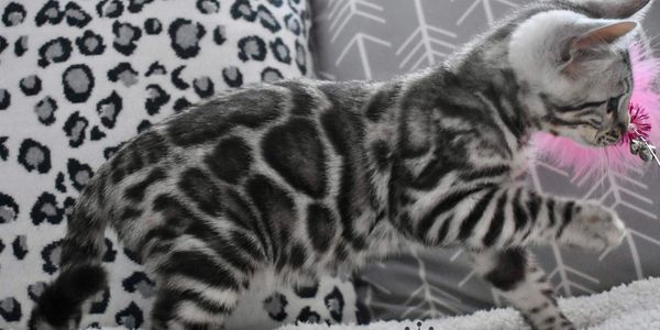 Bengal kittens for sale in California. Silver, snow or brown Bengal kittens for sale in San Diego