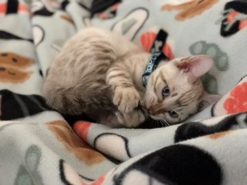 Sweet new snow lynx Bengal kitten in her new home in California. Purebred sweetness for sale